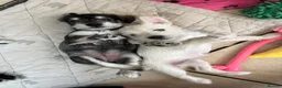 Miniature Schnauzer dogs for sale: KC Pedigree Miniature Schnauzer Pups *READY TO GO* - Advert 8