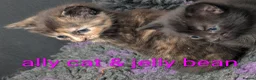Mixed Breed cats for sale: Kittens  - Advert 1