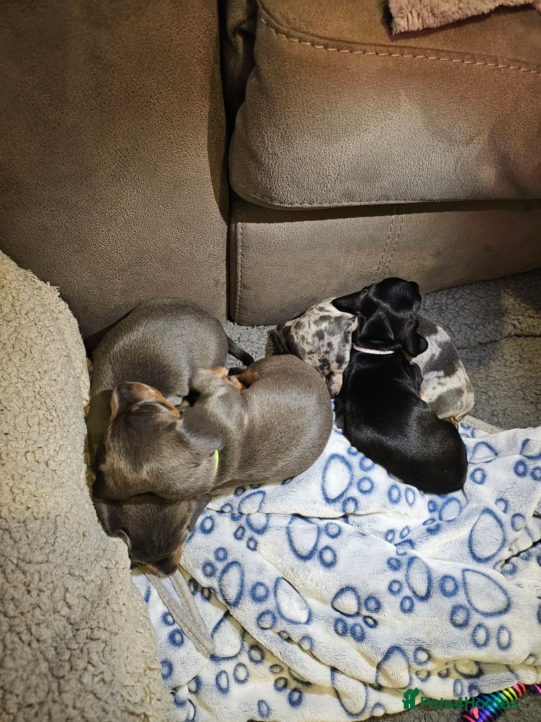 Miniature Dachshund dogs for sale: Beautiful miniature dachshund pups - Advert 13