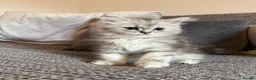 Mixed Breed cats for sale: Stunning Long Haired Chinchilla Ragdoll X Persian - Advert 26