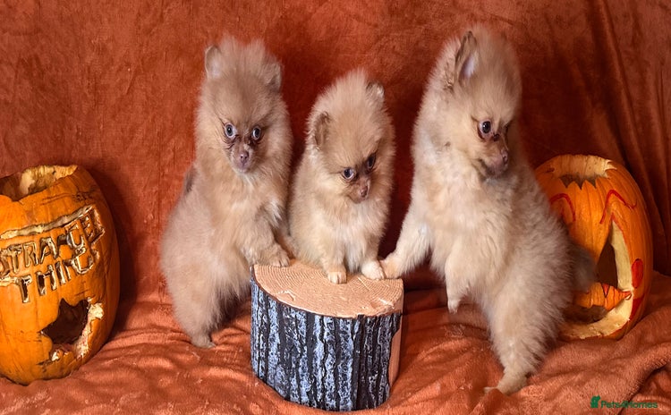 Pomeranian dogs - Advert 6
