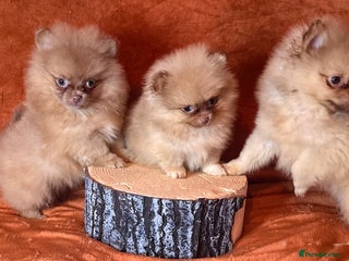 Pomeranian dogs - Advert 7