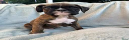 Boxer dogs for sale: KC Registered Boxer Puppies - health tested - Advert 23