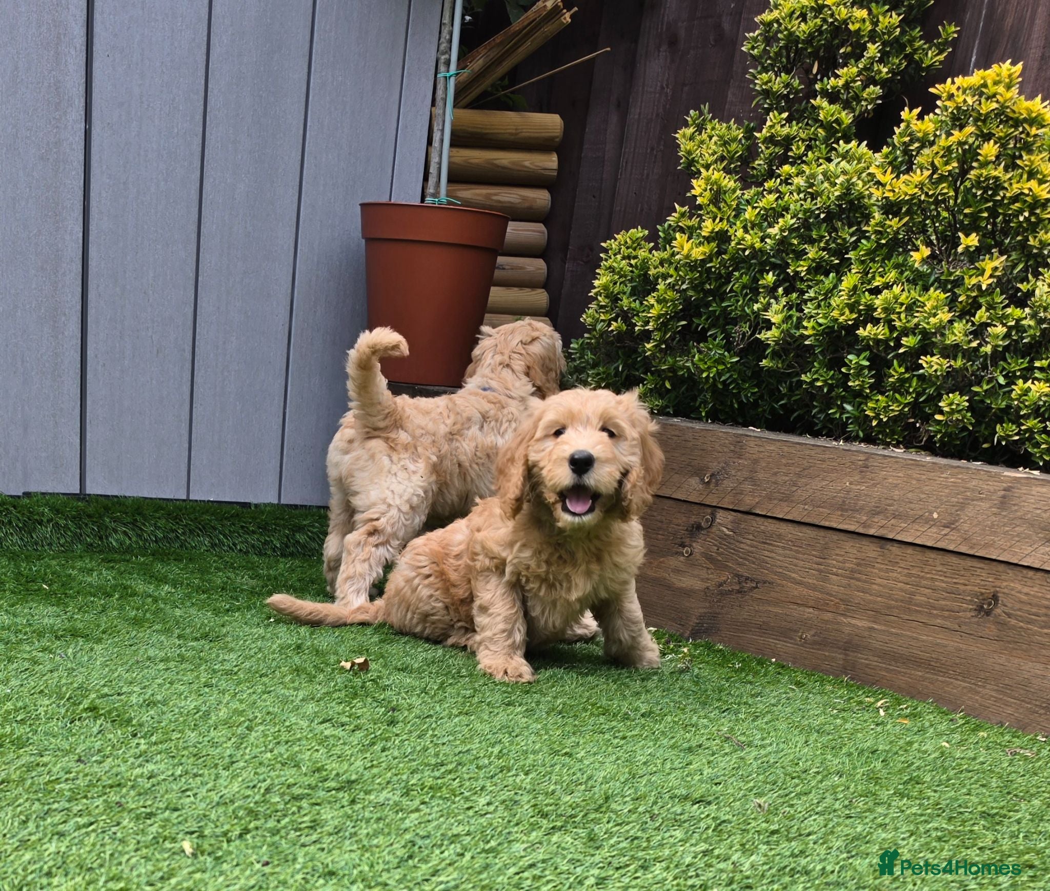 Goldendoodle dogs 🦮 F3 Goldendoodle girl and boy are available 🦮 - Advert 2
