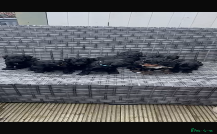 Bernedoodle dogs F1B Bernedoodle Puppies - Advert 12