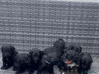 Bernedoodle dogs F1B Bernedoodle Puppies - Advert 6