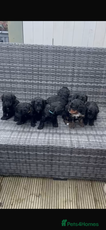 Bernedoodle dogs F1B Bernedoodle Puppies - Advert 12