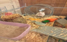 Hamster rodents for sale: Friendly dwarf hamster - 12 weeks old  - Image 3