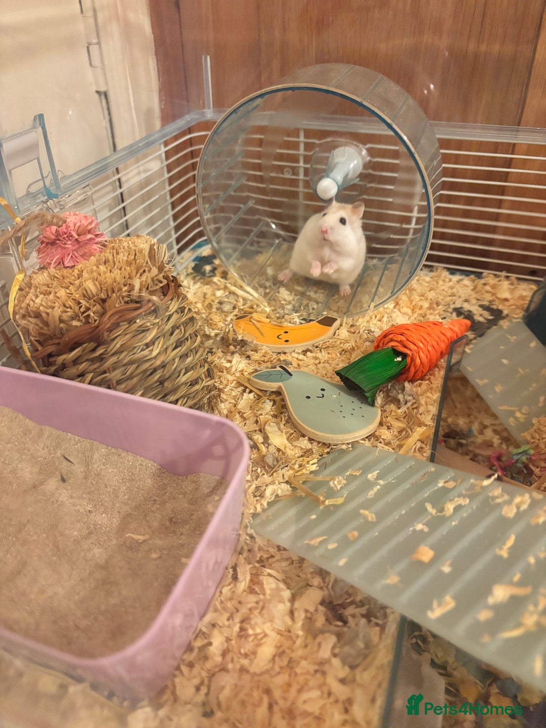 Hamster rodents for sale: Friendly dwarf hamster - 12 weeks old  - Image 3