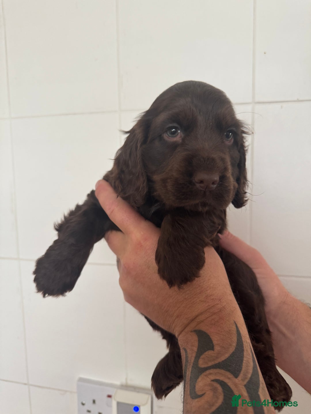 Cocker Spaniel dogs for sale: Chocolate show cocker spaniel  - Image 5