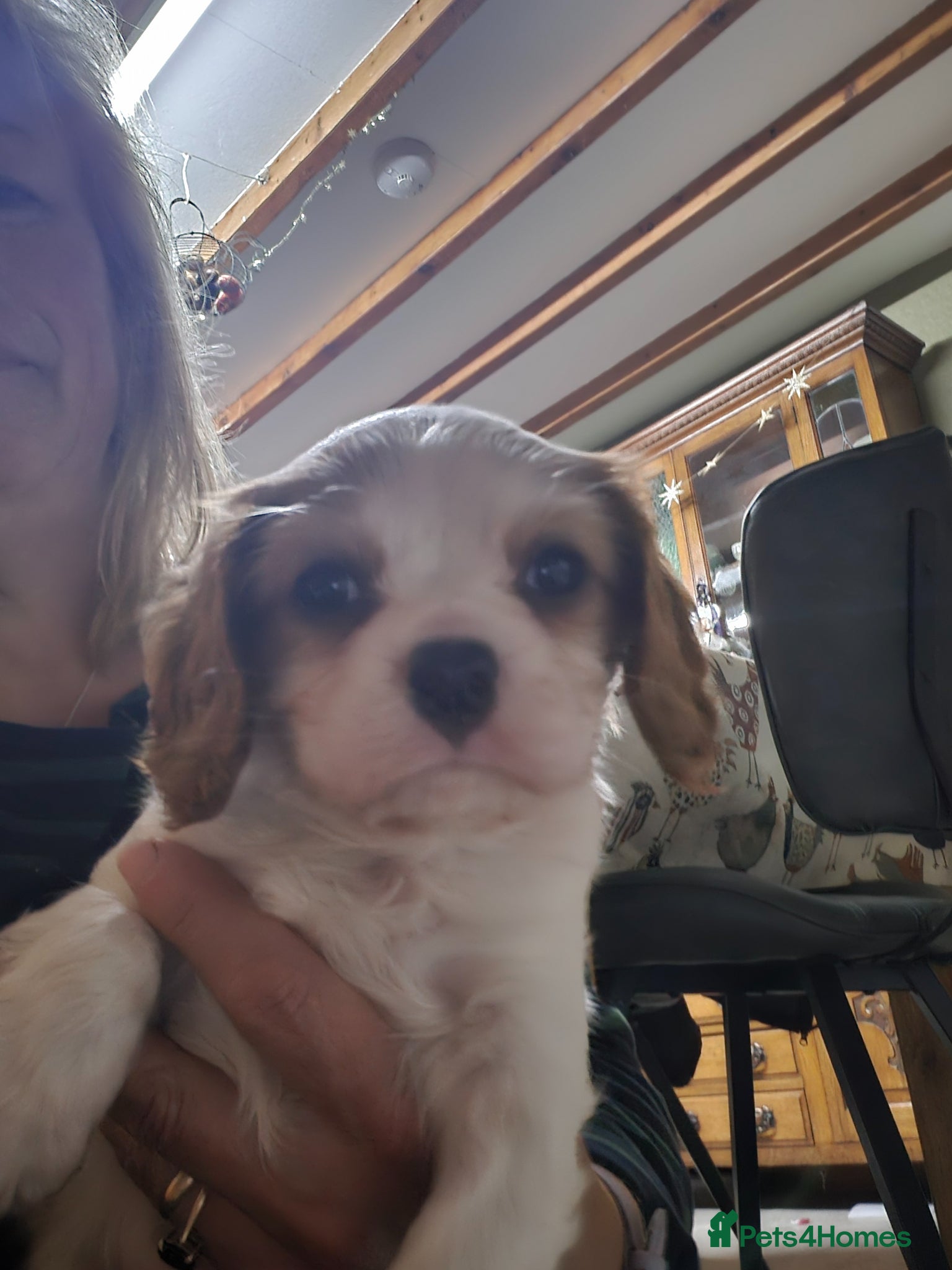 Cavalier King Charles Spaniel dogs Home bred Cavalier King Charles spaniel puppies - Advert 15