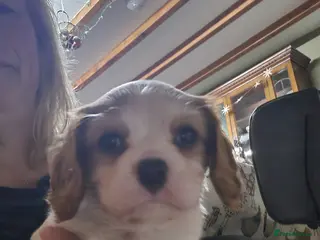 Cavalier King Charles Spaniel dogs Home bred Cavalier King Charles spaniel puppies - Advert 15