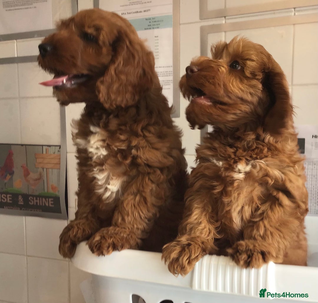 Labradoodle dogs for sale: 5* F1B Mini Labradoodles - health tested  - Image 28