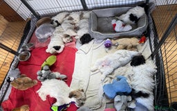 Coton De Tulear dogs for sale: Beautiful Coton de Tulear Puppies - Image 1