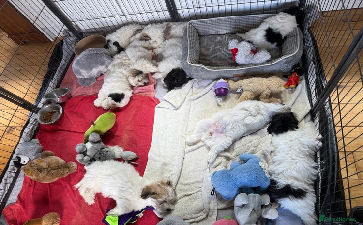 Coton De Tulear dogs - Advert 3