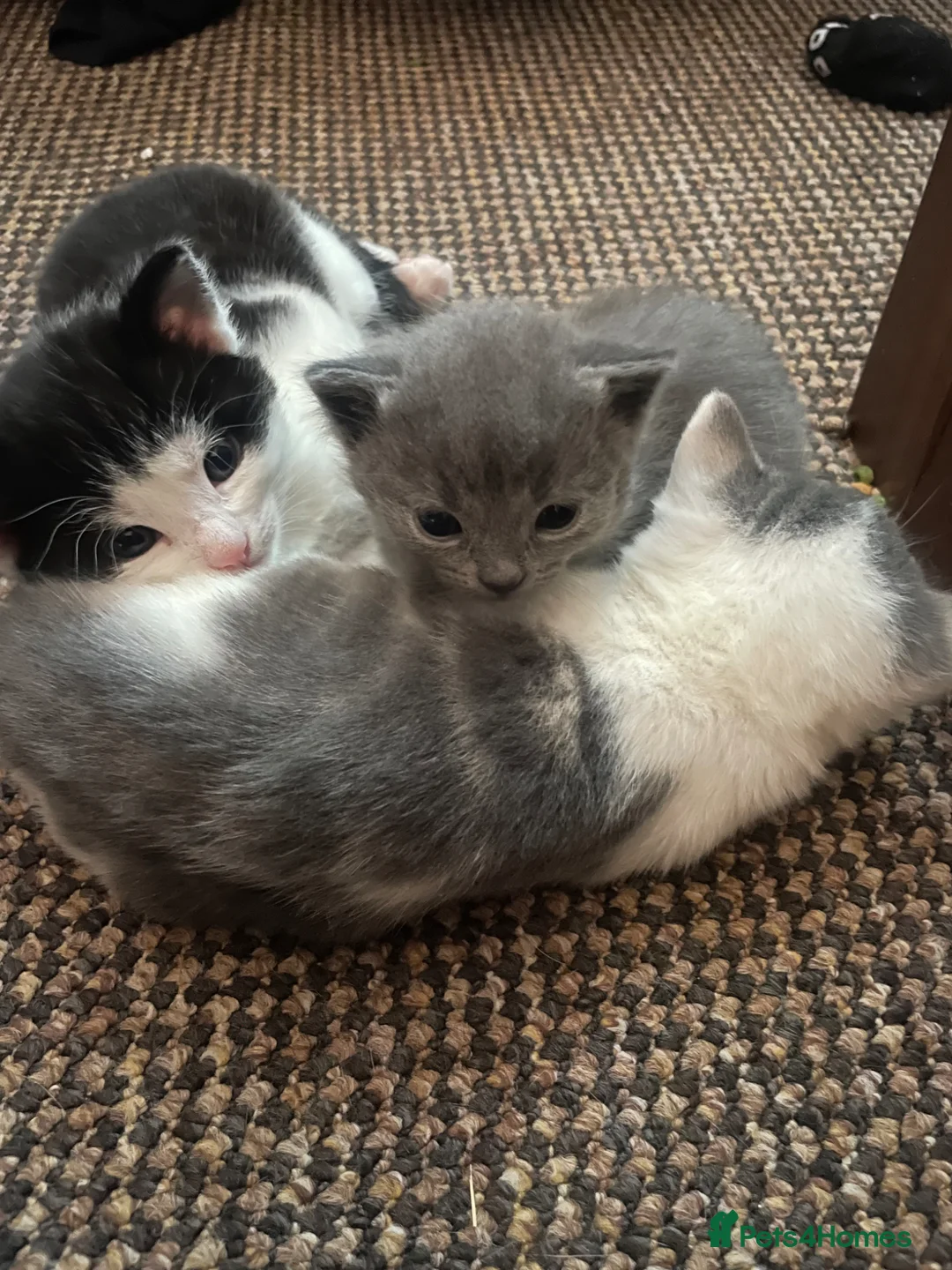 Domestic Shorthair cats for sale: Beautiful litter of 5 kittens 🐱  - Advert 1