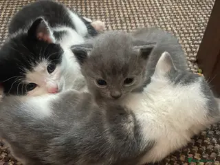 Domestic Shorthair cats Beautiful litter of 5 kittens 🐱 - Advert 3