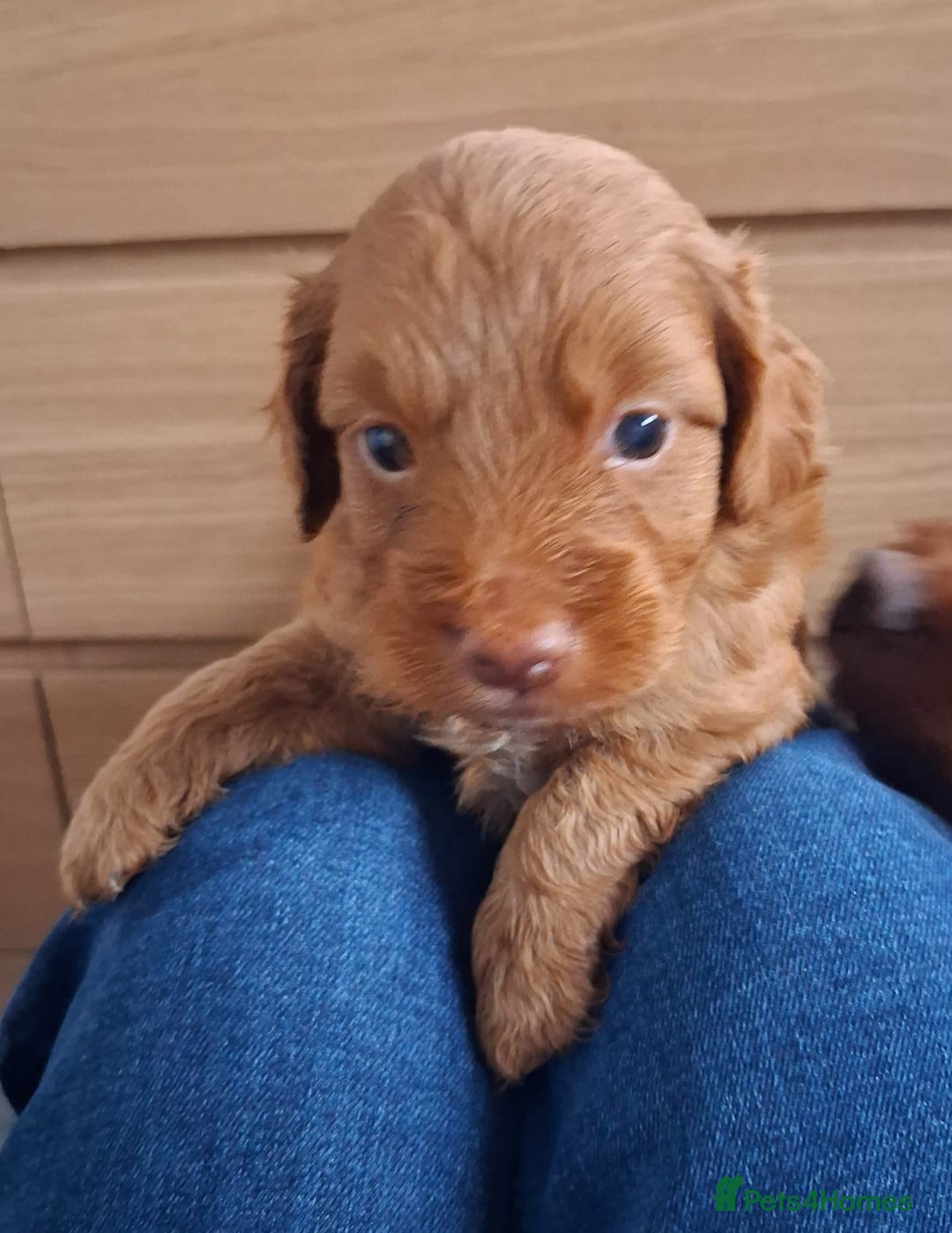 Cockapoo dogs for sale: ** ADORABLE COCKAPOO PUPPIES ** - Advert 13