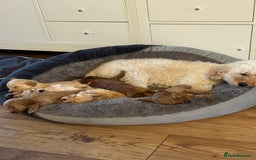 Cavapoo dogs for sale: Cavapoo puppies 1 male 1 female left - Image 3