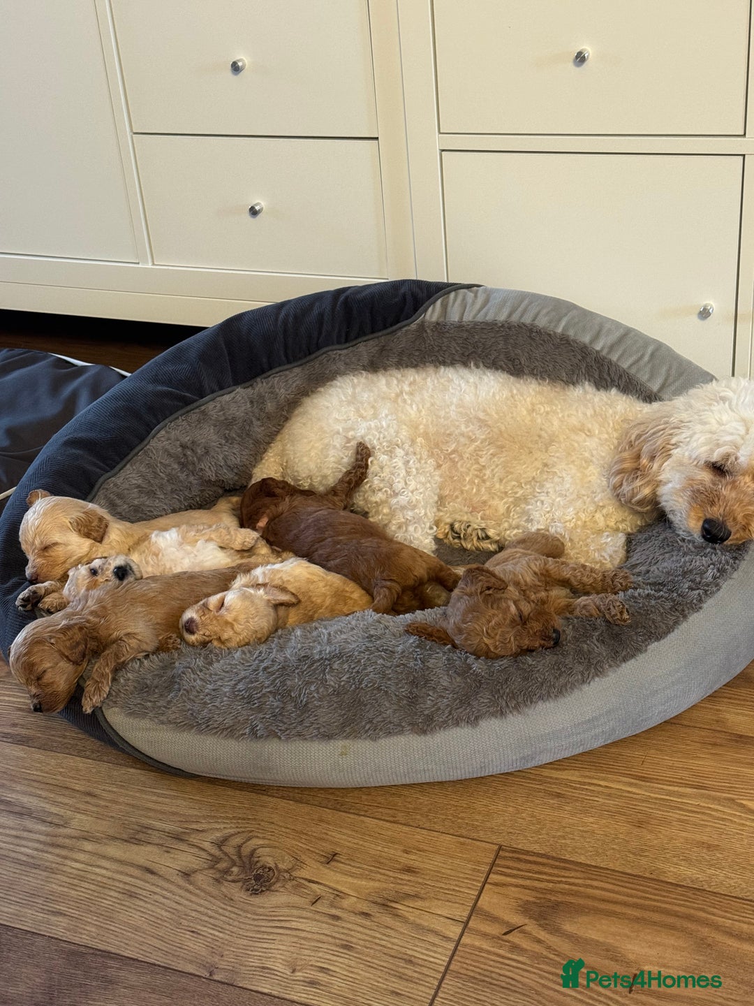 Cavapoo dogs for sale: Cavapoo puppies 1 male 1 female left - Image 3