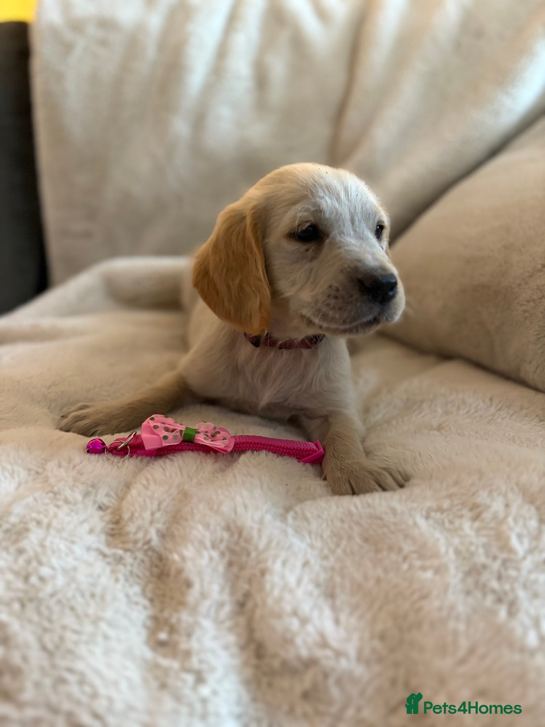 Golden Retriever dogs for sale: Golden retriever puppies ready to go  NOW 🐶🐾🦴  - Image 3