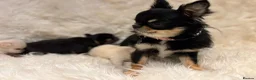 Chihuahua dogs for sale: 🐾 TINY KC registered Chihuahua puppies 🐾 - Advert 11