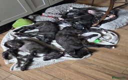Deerhound dogs for sale: Scottish deerhound - Image 3