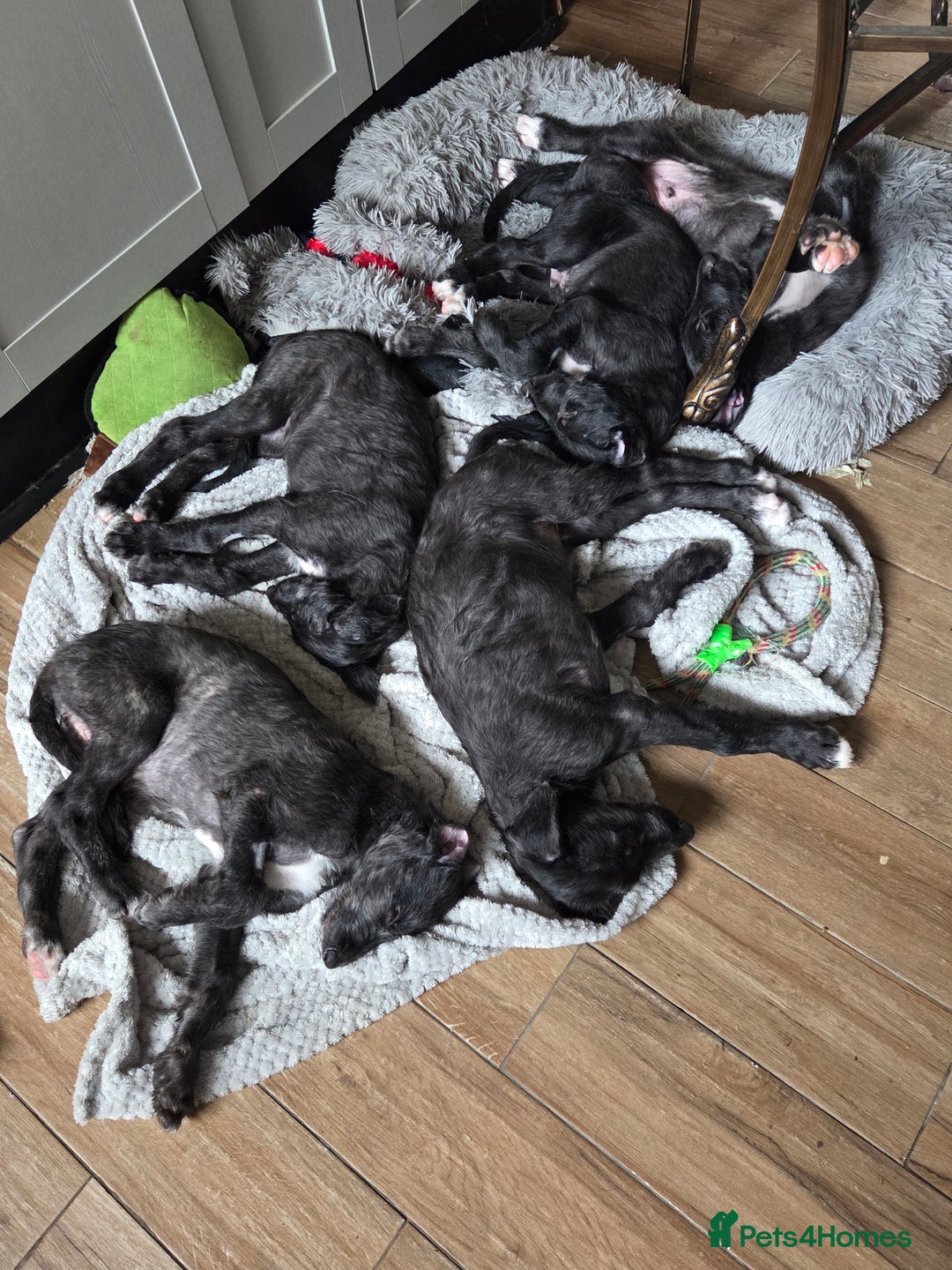 Deerhound dogs for sale: Scottish deerhound - Image 3