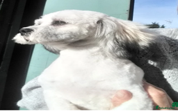 Mixed Breed dogs for sale: 🐶 Adorable La-Chon Puppies-Ready 1st December 🐶 - Image 23