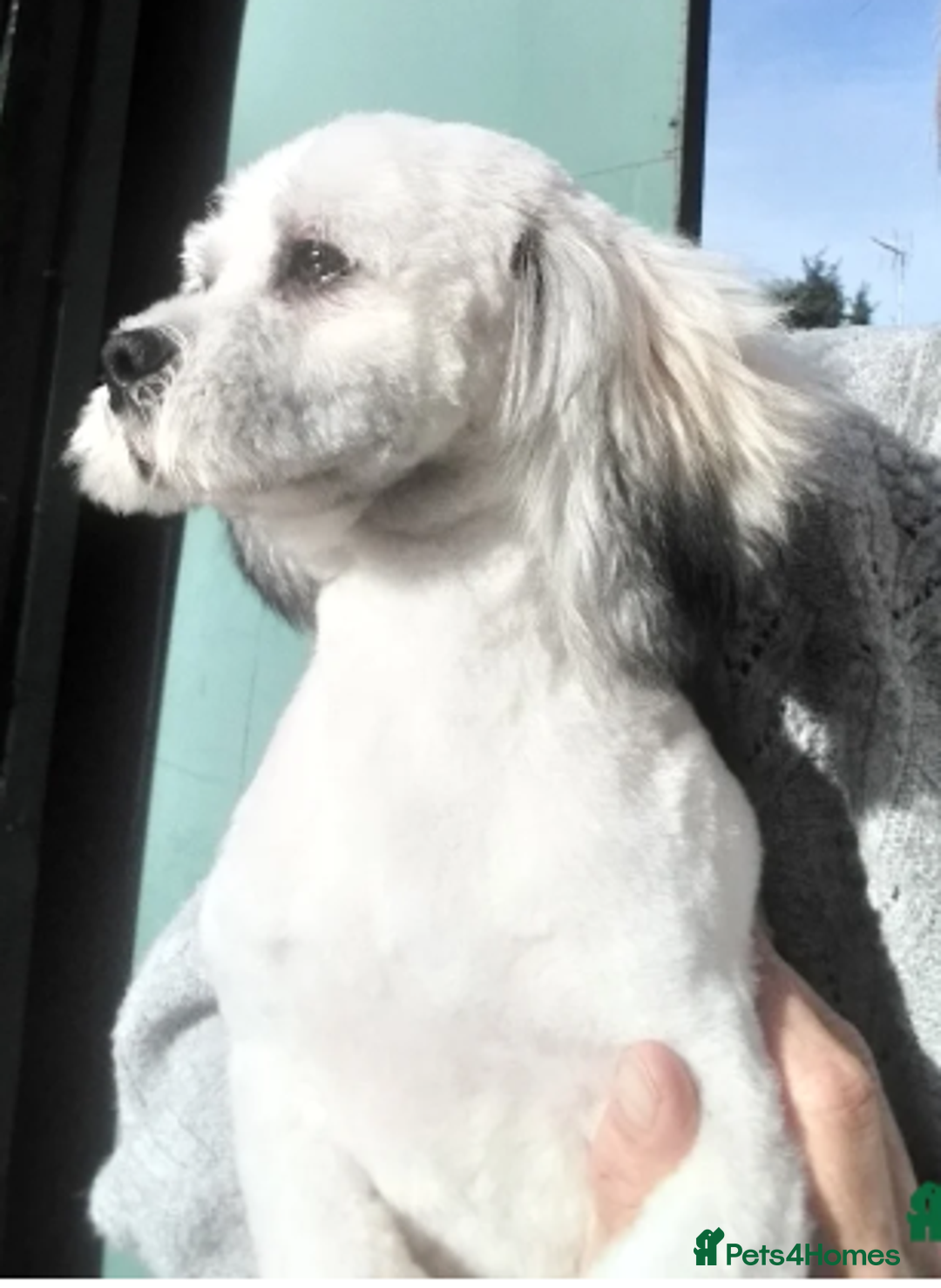Mixed Breed dogs for sale: 🐶 Adorable La-Chon Puppies-Ready 1st December 🐶 - Image 23