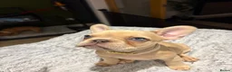 French Bulldog dogs for sale: 🐾 FRENCH BULLDOG PUPPIES 🐾 - Advert 9