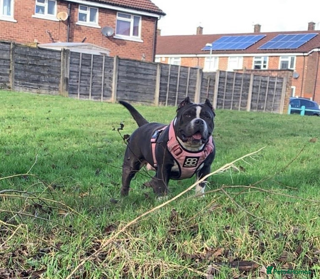 American Bully dogs for sale: American pocket bully  - Image 8