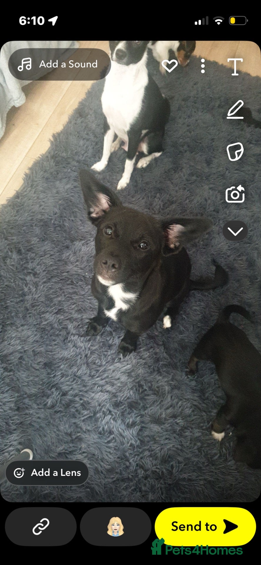 Mixed Breed dogs Three mixed breed puppies for sale - Advert 1