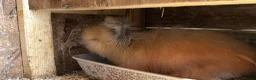 Angora rabbits for sale: Angora - Advert 14