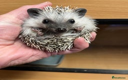 Pygmy Hedgehog rodents for sale: Pygmy hoglets ready now!Stunning 8wk friendly baby - Image 1