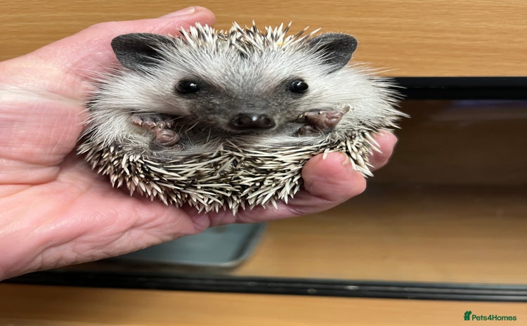 Pygmy Hedgehog rodents - Advert 1