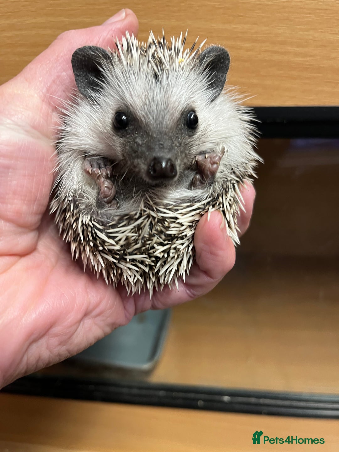 Pygmy Hedgehog rodents for sale: Pygmy hoglets ready now!Stunning 8wk friendly baby - Image 1