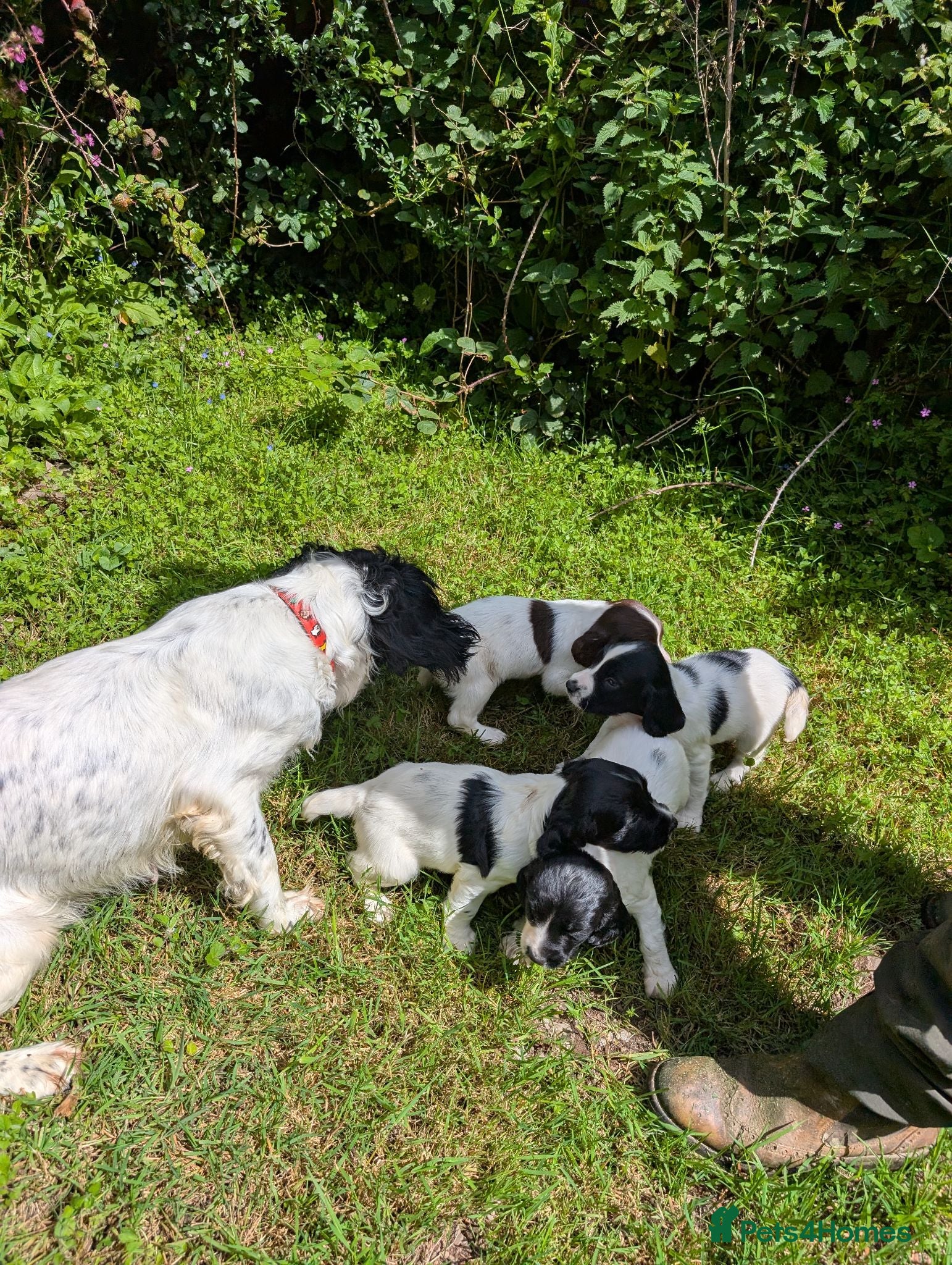 English Springer Spaniel dogs Beautiful Springer Spaniel pups - Advert 1