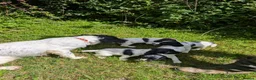 English Springer Spaniel dogs for sale: Beautiful Springer Spaniel pups - Advert 1