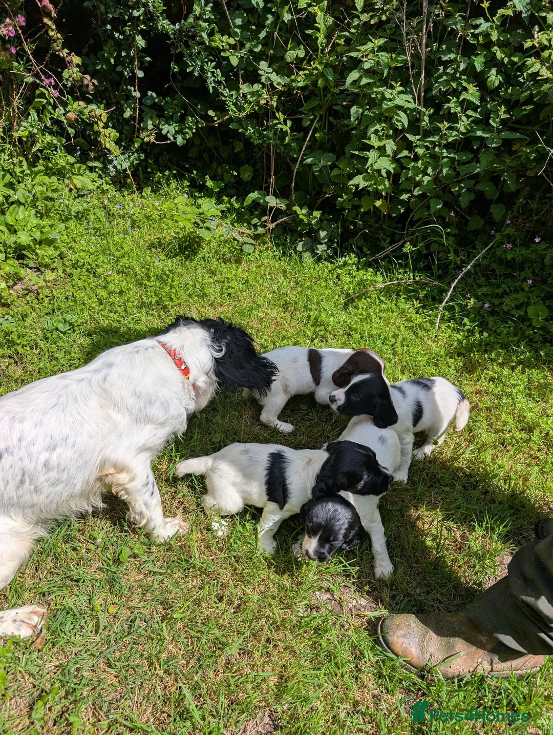 English Springer Spaniel dogs for sale: Beautiful Springer Spaniel pups - Advert 1