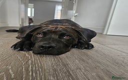 Mixed Breed dogs for sale: 8 month old Staffy/rottweiler pup - Image 1