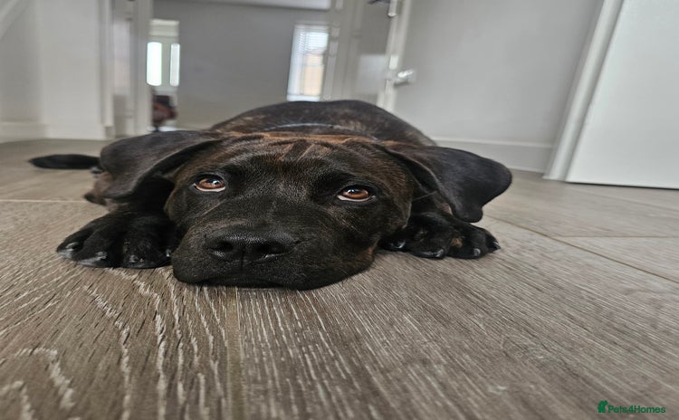 Mixed Breed dogs - Advert 7