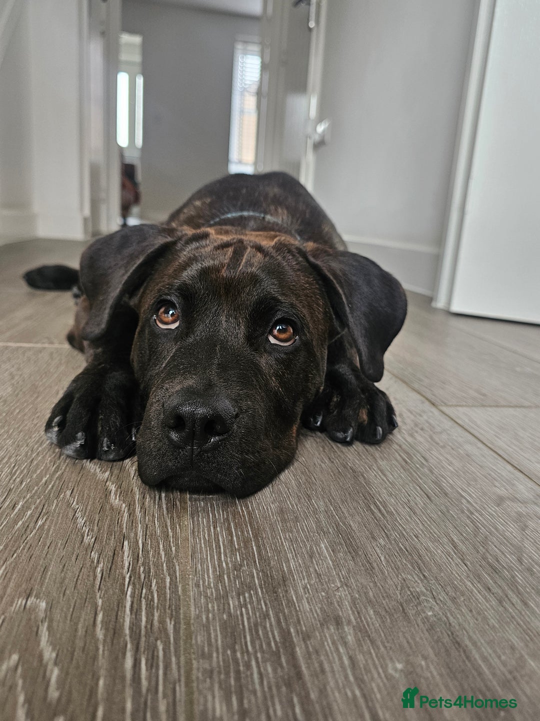 Mixed Breed dogs for sale: 8 month old Staffy/rottweiler pup - Image 1
