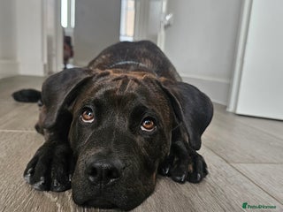 Mixed Breed dogs - Advert 16