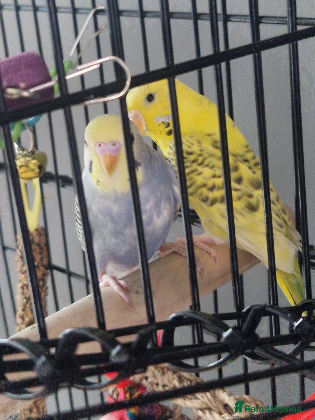 Budgerigars birds for sale: 2 beautiful budgies with full set up! - Image 2