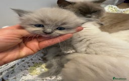 Ragdoll cats for sale: Stunning mink Ragdoll baby’s! 🩶🐱🩶 - Image 5