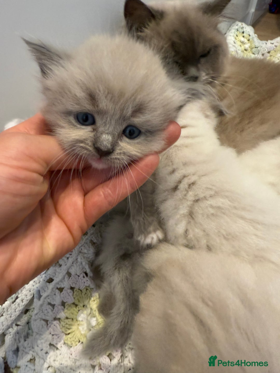 Ragdoll cats for sale: Stunning mink Ragdoll baby’s! 🩶🐱🩶 - Image 5