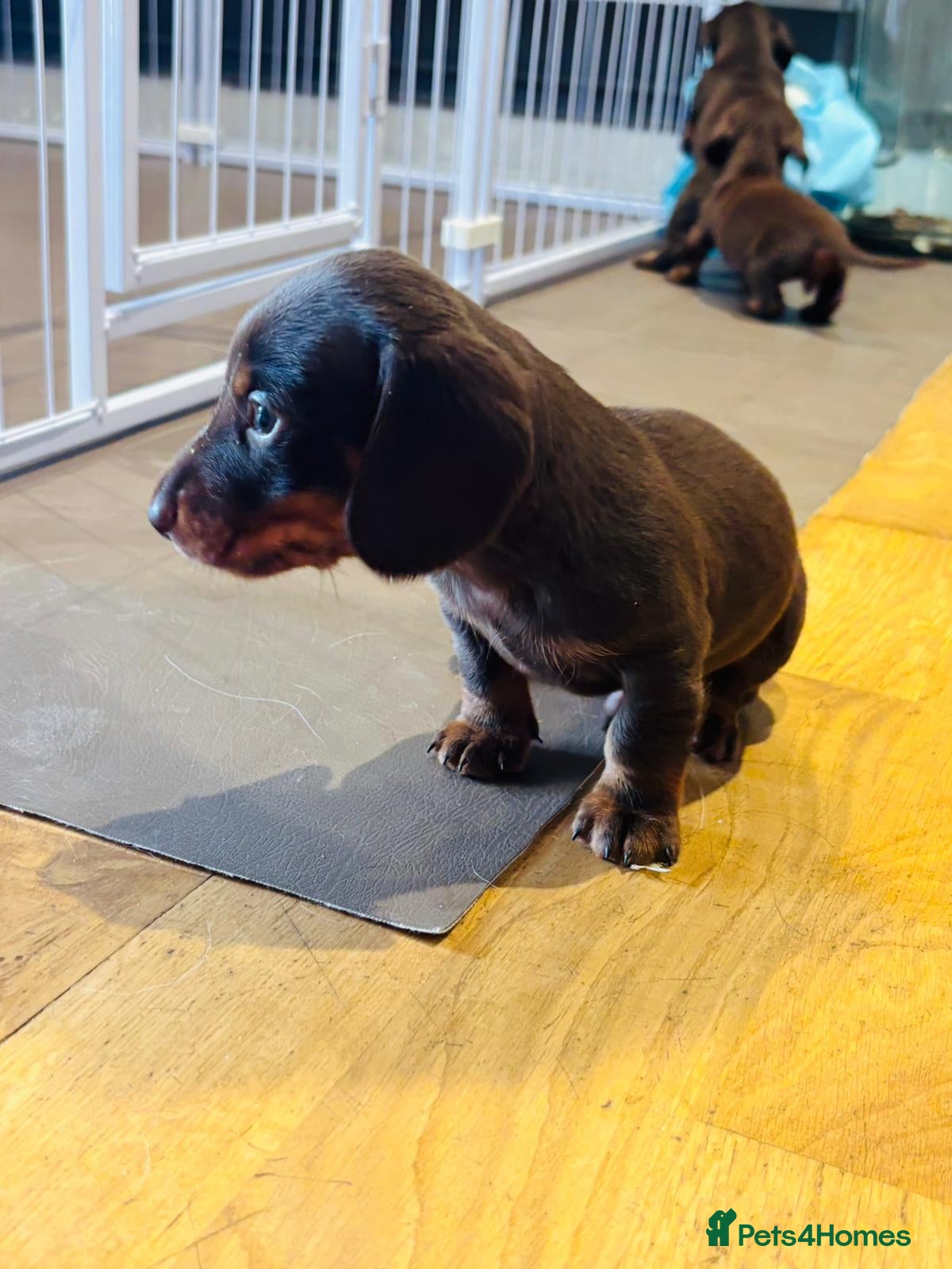 Miniature Dachshund dogs  Chocolate brown miniature Dachshund puppies - Advert 2