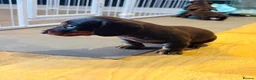 Miniature Dachshund dogs for sale:  Chocolate brown miniature Dachshund puppies in Sherborne - Advert 2
