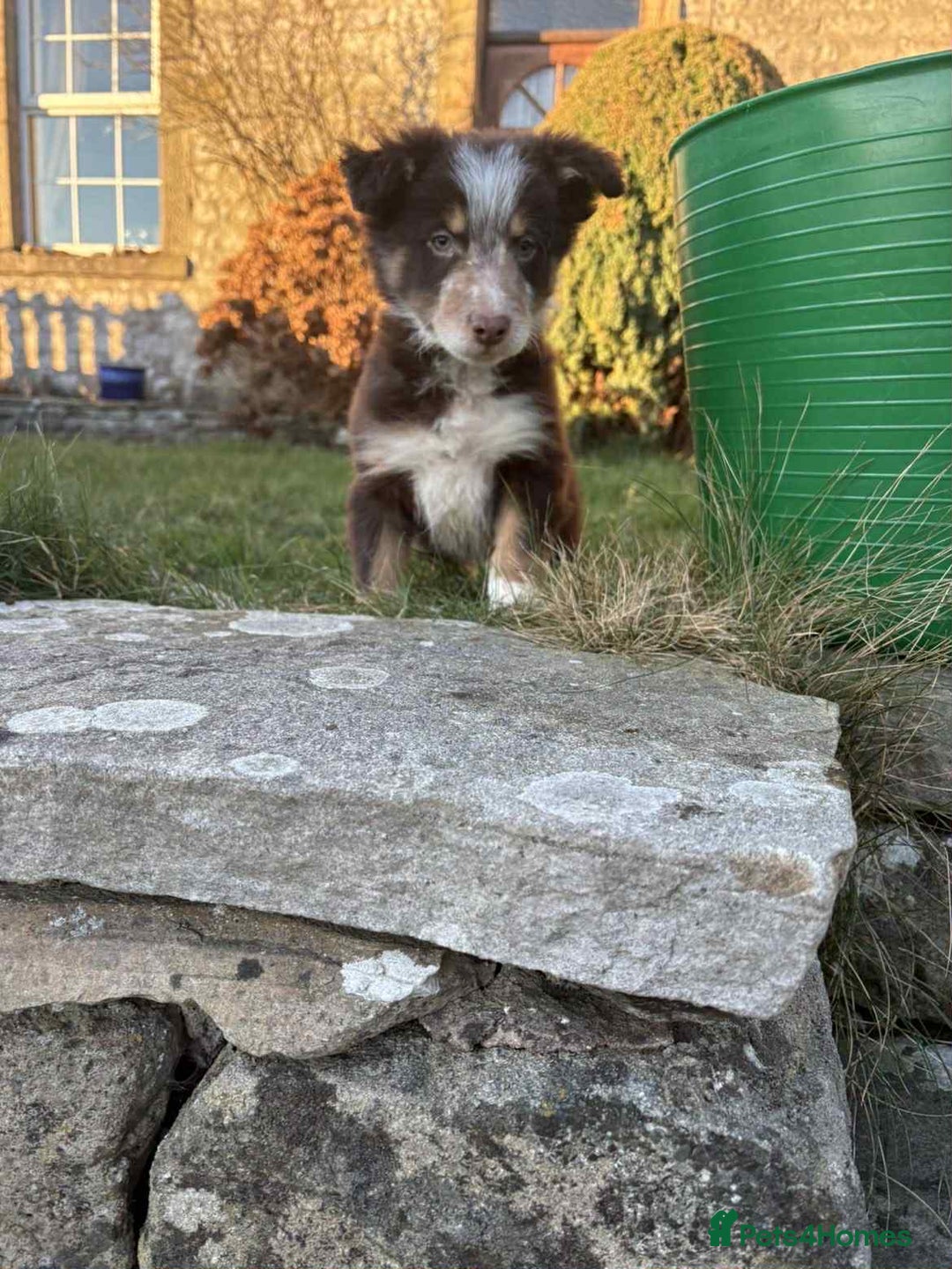 Border Collie dogs for sale: Red border collie pups  - Advert 1